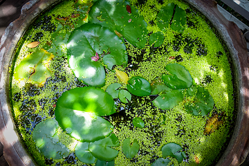 Image showing Nenuphar in water pond background