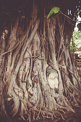 Image showing Buddha Head in Tree Roots, Wat Mahathat, Ayutthaya, Thailand