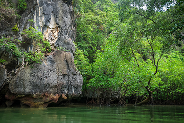 Image showing Mangrove in Phang Nga Bay, Thailand