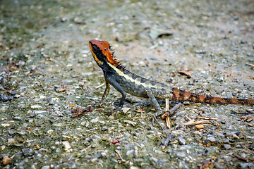 Image showing Crested Lizard in jungle, Khao Sok, Thailand