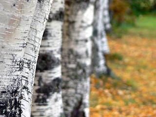 Image showing Autumn trees