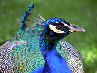 Image showing Peacock