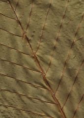 Image showing chestnut leafs