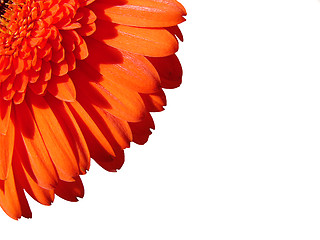 Image showing Orange Gerber Flower on white background