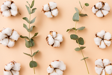 Image showing cotton flowers and eucalyptus on beige background