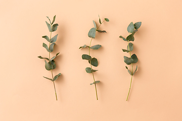 Image showing eucalyptus cinerea branches on beige background