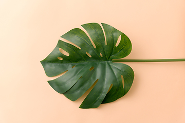 Image showing monstera deliciosa leaf or swiss cheese plant