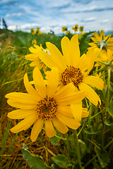 Image showing Yellow Balsomroot Flower