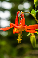 Image showing Red Columbine Aquilegia Canademsis