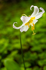 Image showing Oregon Fawn Lilly