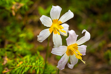 Image showing Oregon Fawn Lilly