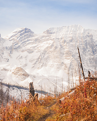 Image showing The Floe Lake Trail in Fall