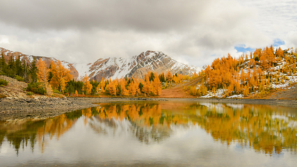 Image showing Golden Larch Reflection