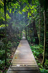 Image showing Wooden path in Taman Negara national park, Malaysia