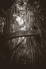 Image showing Old bridge in the Monkey Forest, Ubud, Bali, Indonesia