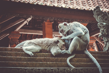 Image showing Monkeys on a temple roof in the Monkey Forest, Ubud, Bali, Indon