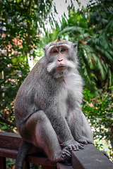 Image showing Monkey in the Monkey Forest, Ubud, Bali, Indonesia