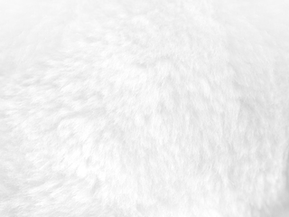 Image showing White fur background close up view