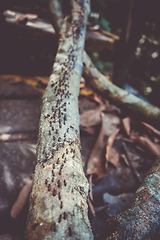 Image showing Termites colony, Taman Negara national park, Malaysia