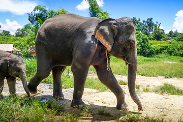 Image showing Mother and Baby elephant in protected park, Chiang Mai, Thailand