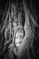 Image showing Buddha Head in Tree Roots, Wat Mahathat, Ayutthaya, Thailand