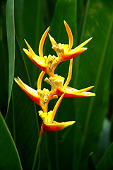 Image showing flower