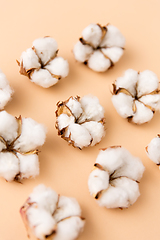 Image showing cotton flowers on beige background
