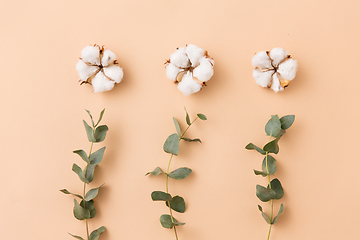 Image showing cotton flowers and eucalyptus on beige background