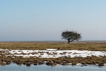 Image showing Lone tree in a great grassland