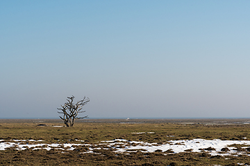 Image showing Alone tree in a great plain landscape