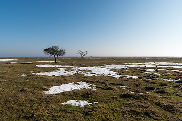 Image showing Alone trees in a field in early springtime