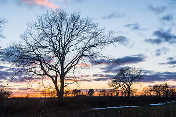 Image showing Tree silhouette in colorful sunset