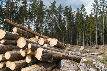 Image showing Woodpile in a coniferous forest