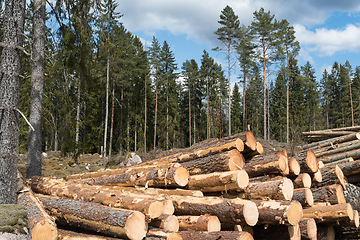 Image showing Sunlit woodpile in the woods