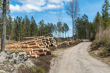 Image showing Logpiles by a winding gravel road