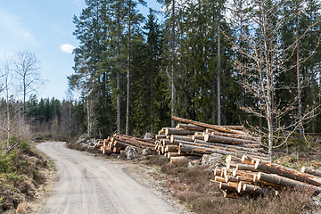 Image showing Log piles in the woods