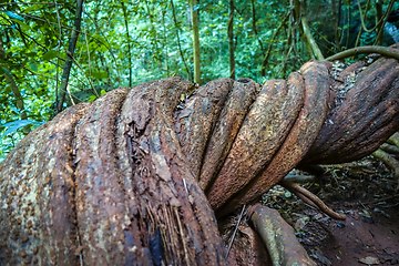 Image showing Giant roots in jungle, Khao Sok, Thailand