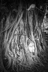 Image showing Buddha Head in Tree Roots, Wat Mahathat, Ayutthaya, Thailand