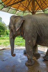 Image showing Elephant in protected park, Chiang Mai, Thailand