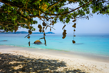 Image showing Hanging coral on Turtle Beach, Perhentian Islands, Terengganu, M