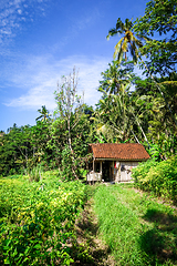 Image showing Plantations in green fields, Sidemen, Bali, Indonesia