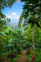 Image showing Jungle landscape, Munduk, Bali, Indonesia