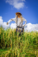 Image showing Scarecrow in Jatiluwih paddy field rice terraces, Bali, Indonesi