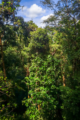 Image showing Canopy in jungle, Taman Negara national park, Malaysia