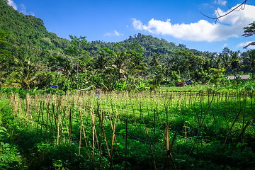 Image showing Plantations in green fields, Sidemen, Bali, Indonesia