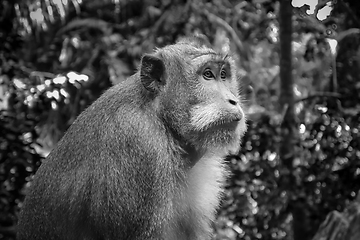 Image showing Monkey in the Monkey Forest, Ubud, Bali, Indonesia