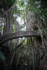 Image showing Old bridge in the Monkey Forest, Ubud, Bali, Indonesia