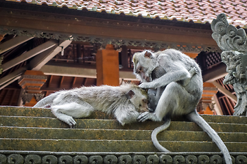 Image showing Monkeys on a temple roof in the Monkey Forest, Ubud, Bali, Indon