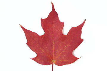 Image showing Red maple leaf