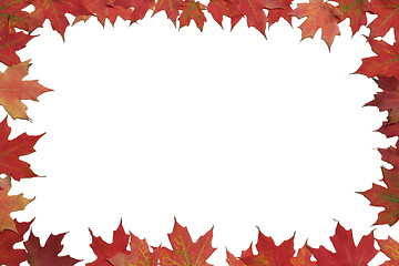 Image showing  Red maple leaf poster or card.